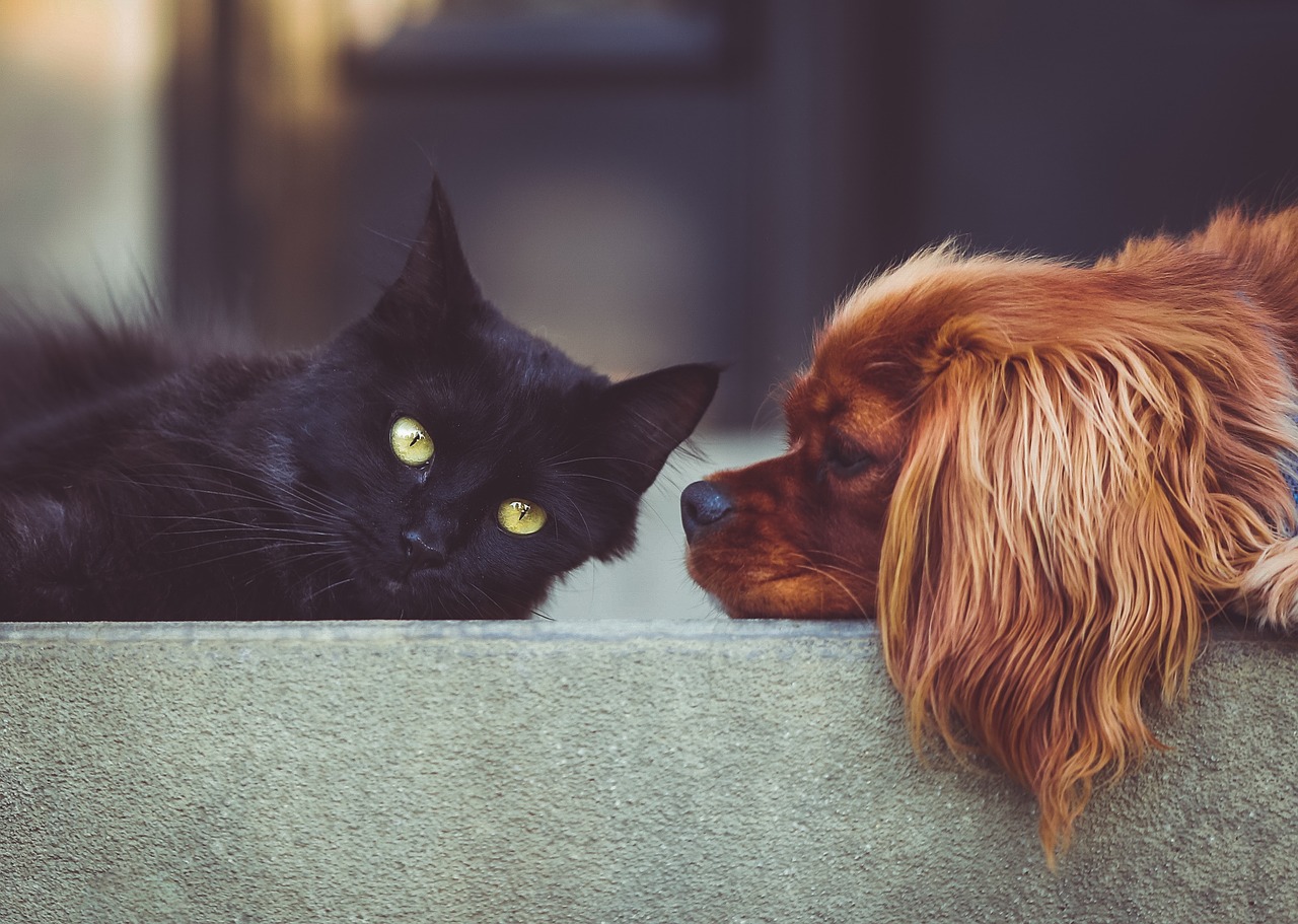 Dog & Cat Custody